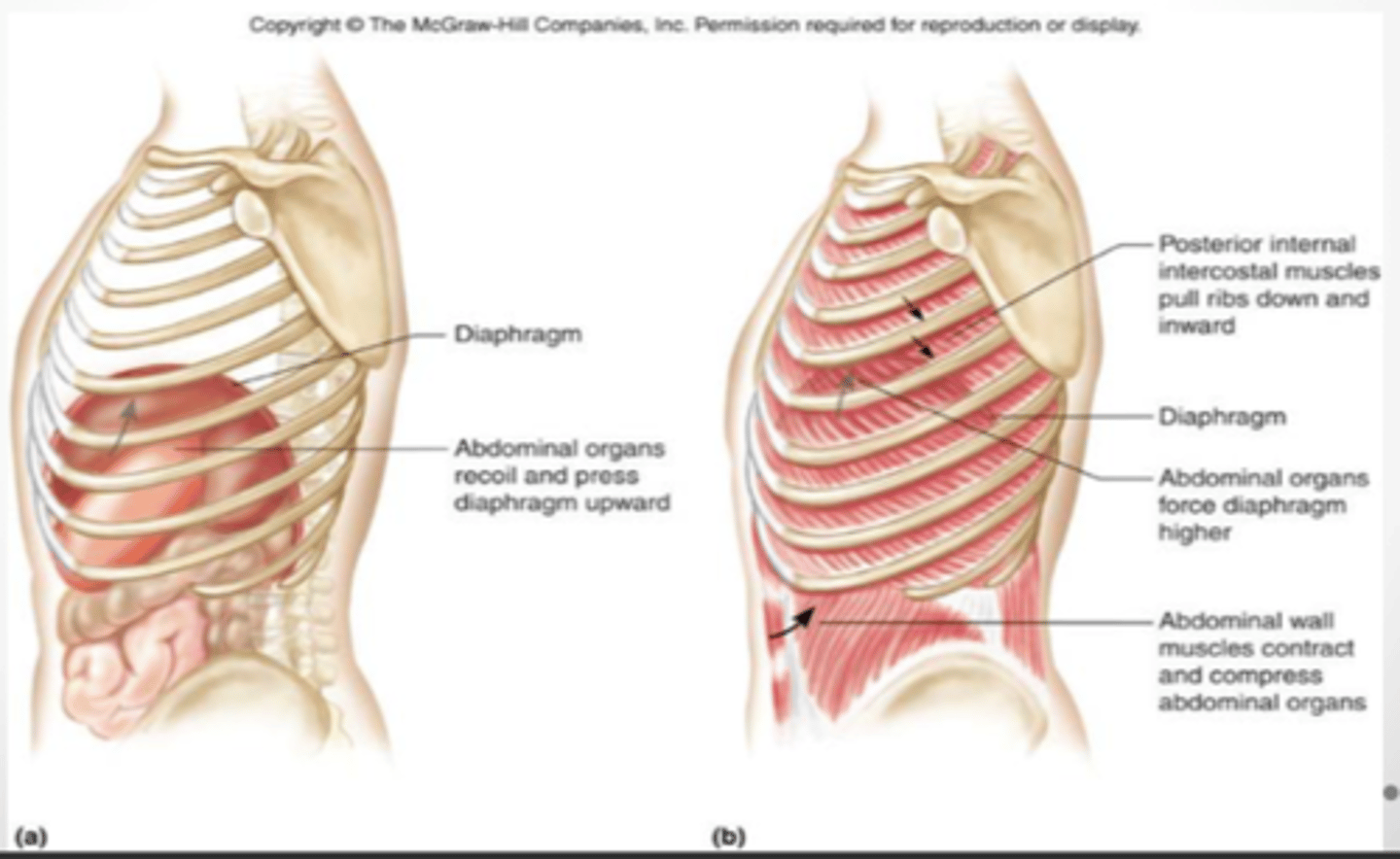 <p>- (relaxation of the) diaphragm</p><p>- external intercostal muscles</p><p>- (contraction of the) internal intercostal muscles</p>