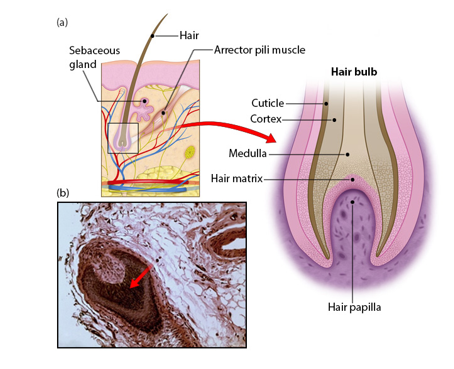 <p>-possessing capillaries supplying nutrients and nerves (root hair plexus) of hair</p><p>-hair matrix contains cells that become the hair shaft</p><p>-contain hard keratin proteins</p>