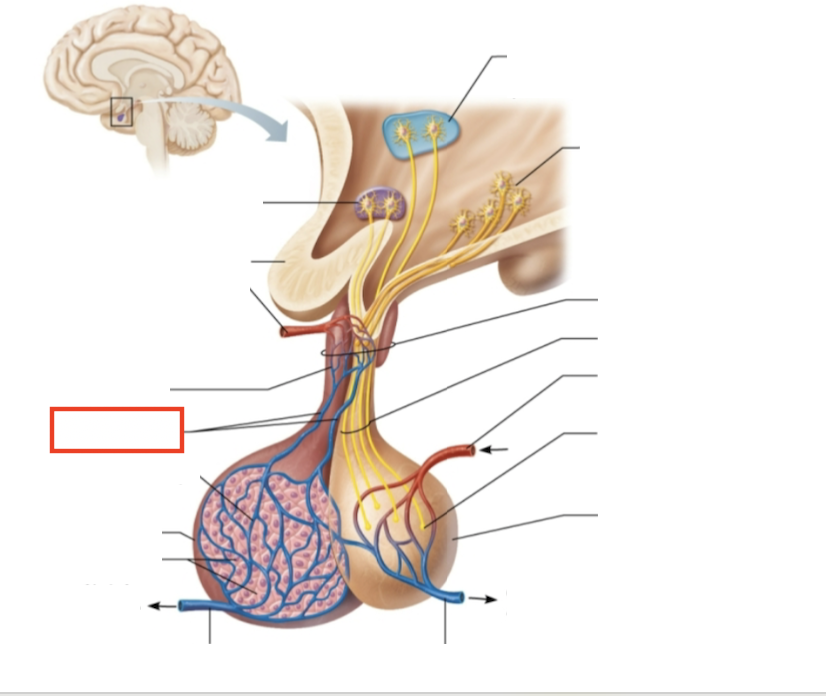 <p>What structure is highlighted?</p>