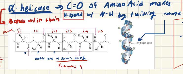 <ul><li><p>Bonds WITHIN same chain</p></li></ul><p>C=O makes H-bond with a-amino (NH) that is 4 AMINO ACIDS away from it</p>