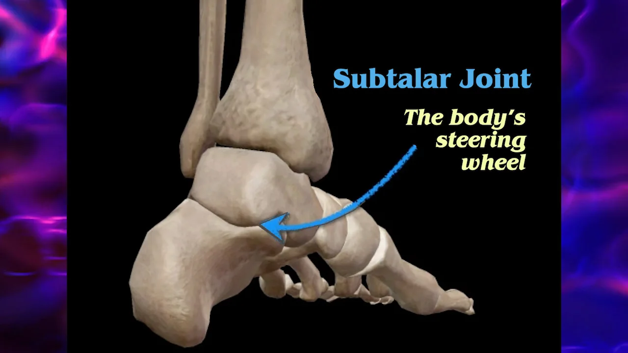 <p>talus &amp; calcaneus</p>