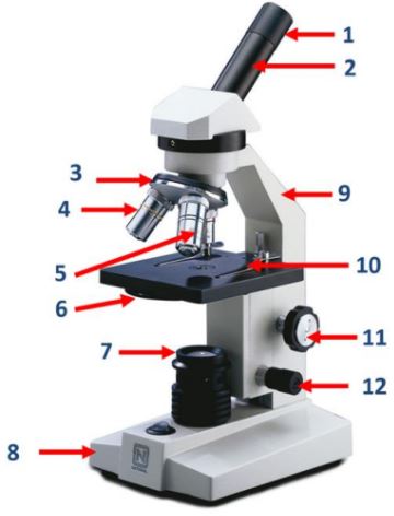 <p>The part of the microscope that holds the objective lenses and can be rotated to change magnification.</p>