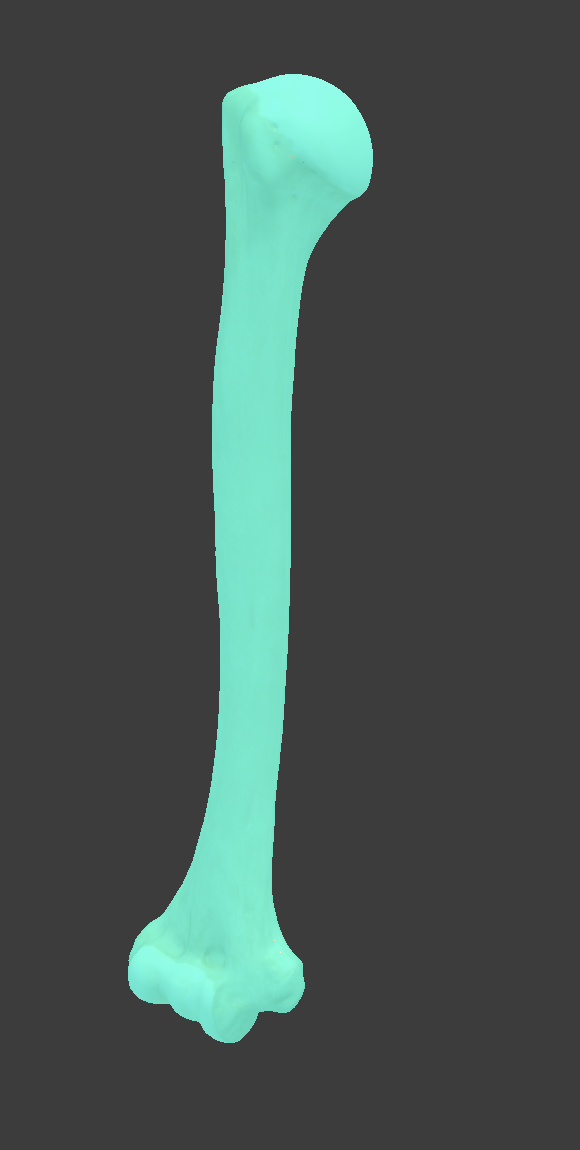 <p>Name and bone&nbsp;</p>