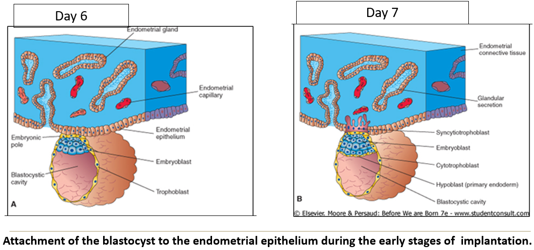 <p>The <strong>trophoblast</strong> becomes the <strong>syncytiotrophoblast</strong>, the outer layer of cells in the placenta that that <strong>burrows into the uterus</strong> to help the embryo implant and enables the exchange of nutrients, gases, and waste between mother and baby.</p><p>It produces <strong>hCG to maintain progesterone secretion</strong> by stimulating the corpus luteum.</p>