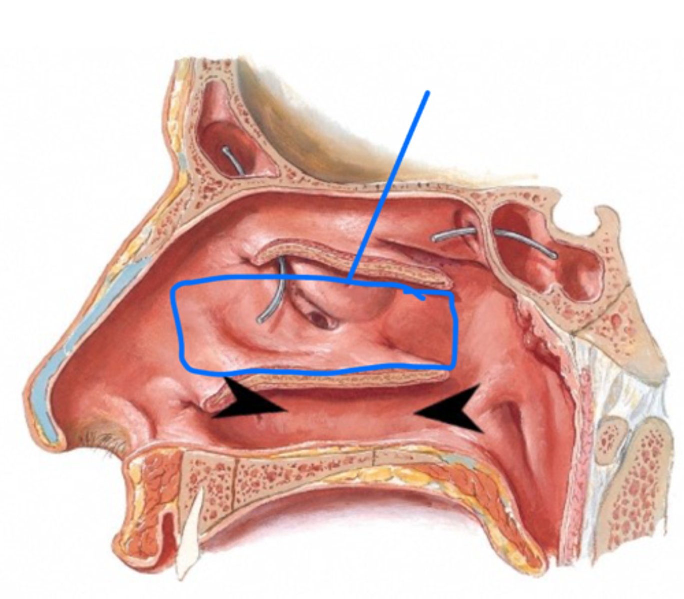 <p>The indicated blue area is the?</p>
