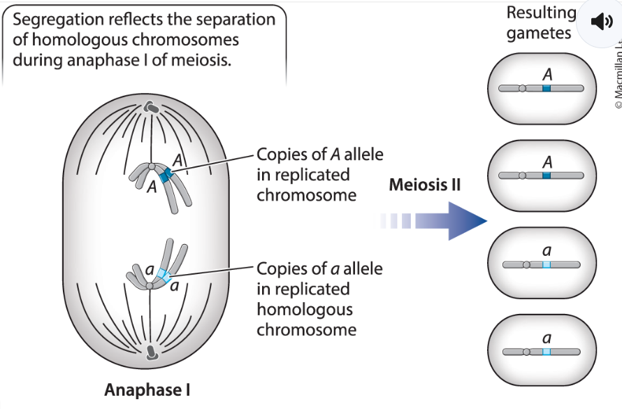 <p>genes on different chromosomes segregate independently of one another. </p>