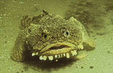 <p>Order Batrachoidiformes</p>