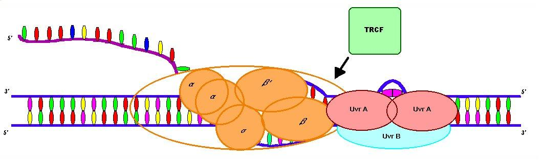 <p>a protein that identifies RNA polymerase stalled at DNA lesions and removes it, allowing the nucleotide excision repair (NER) machinery to access and repair the damaged DNA.</p>