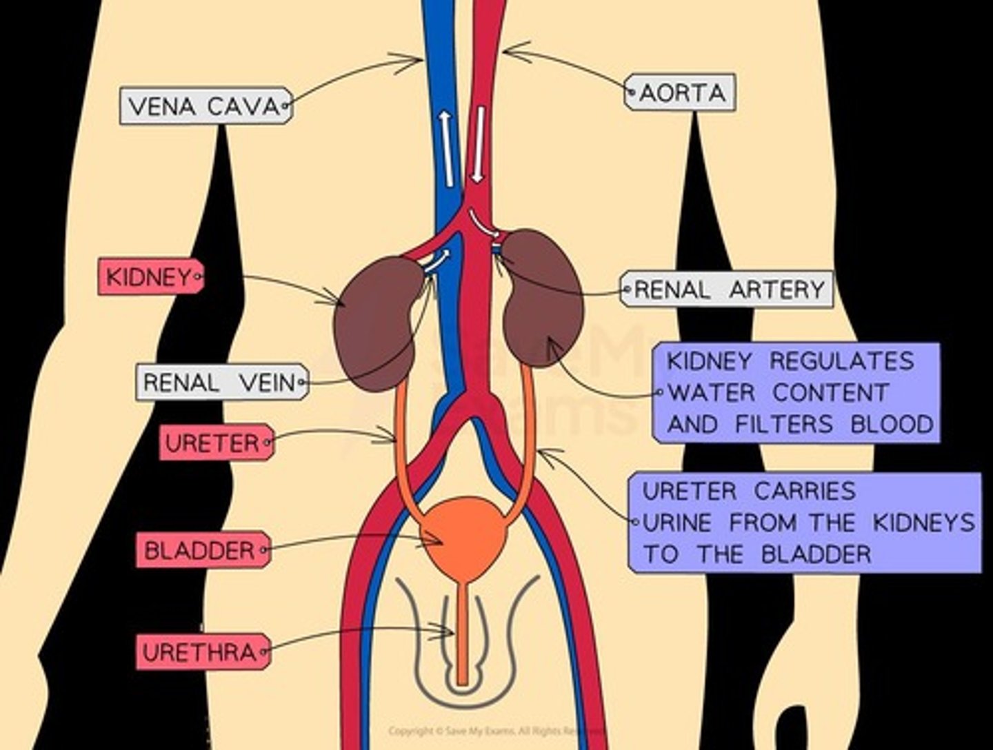 <p>It consists of two kidneys, two ureters, a bladder, and a urethra.</p>