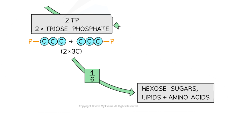 <p>Goes towards making glucose </p><ul><li><p>Calvin cycle occurs 6 times, each time a carbon from TP goes towards making the glucose, other 5 regenerate RuBP</p></li></ul><p></p>