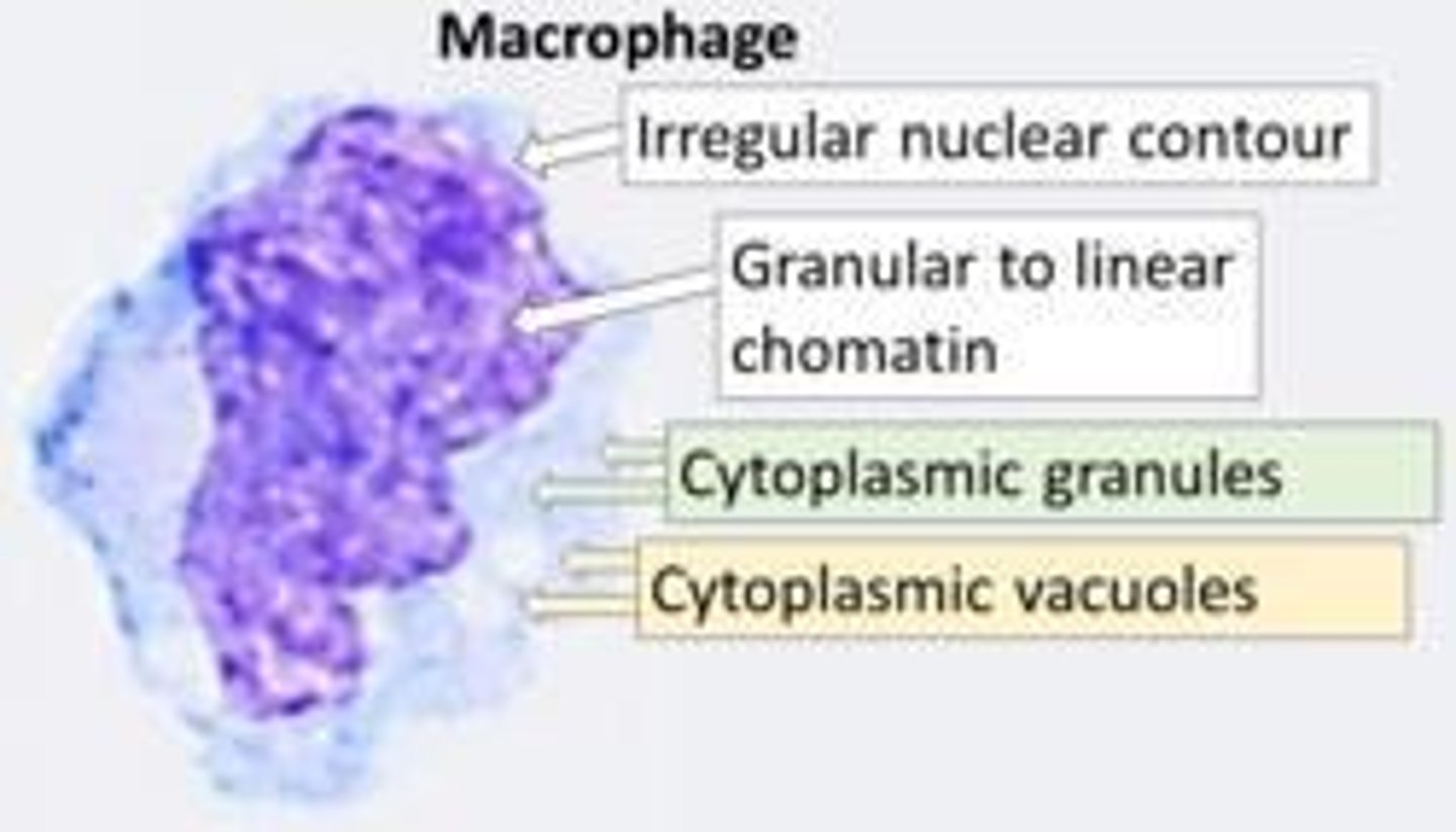<p>Macrophages engage in phagocytosis and help initiate specific defense mechanisms by recruiting lymphocytes.</p>