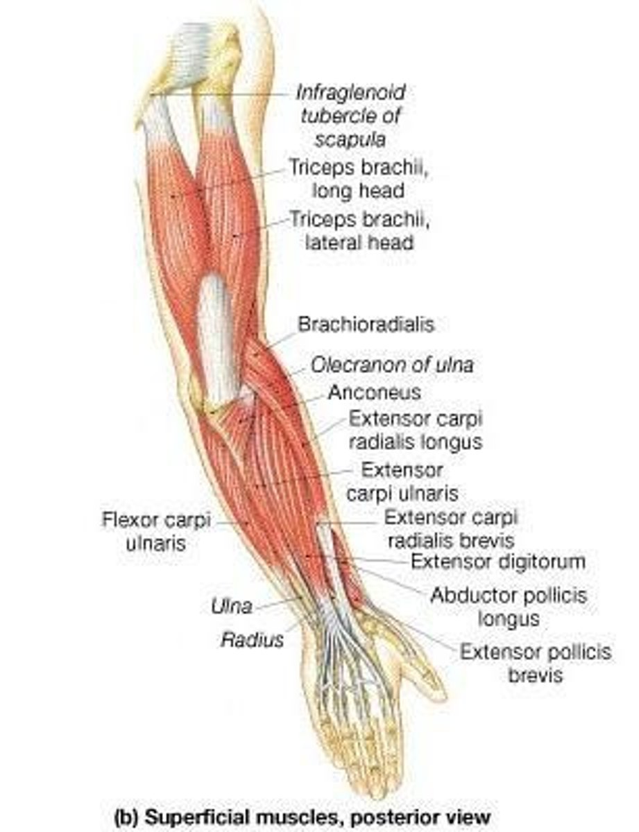 <p>Extension at the elbow.</p>