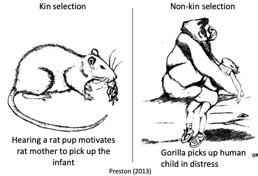 <p>sometimes we go out of whats expected and start helping other species - we are open with our altruistic care - this is due to the notion that it takes a village </p><p></p><p><mark data-color="yellow" style="background-color: yellow; color: inherit;">alloparenting: </mark>adults and older children providing parental care to young non-biological offspring (older siblings, aunties, uncles, grandparents, teachers, social workers etc)</p><ul><li><p><span><span>The want to take care of people is explained by an increase in OXT (social bonding hormone involved in parental care) so we get that motivation to help others when OXT is released</span></span></p></li></ul><p></p>