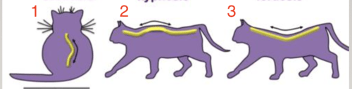 <p>which animal has kyphosis?</p>