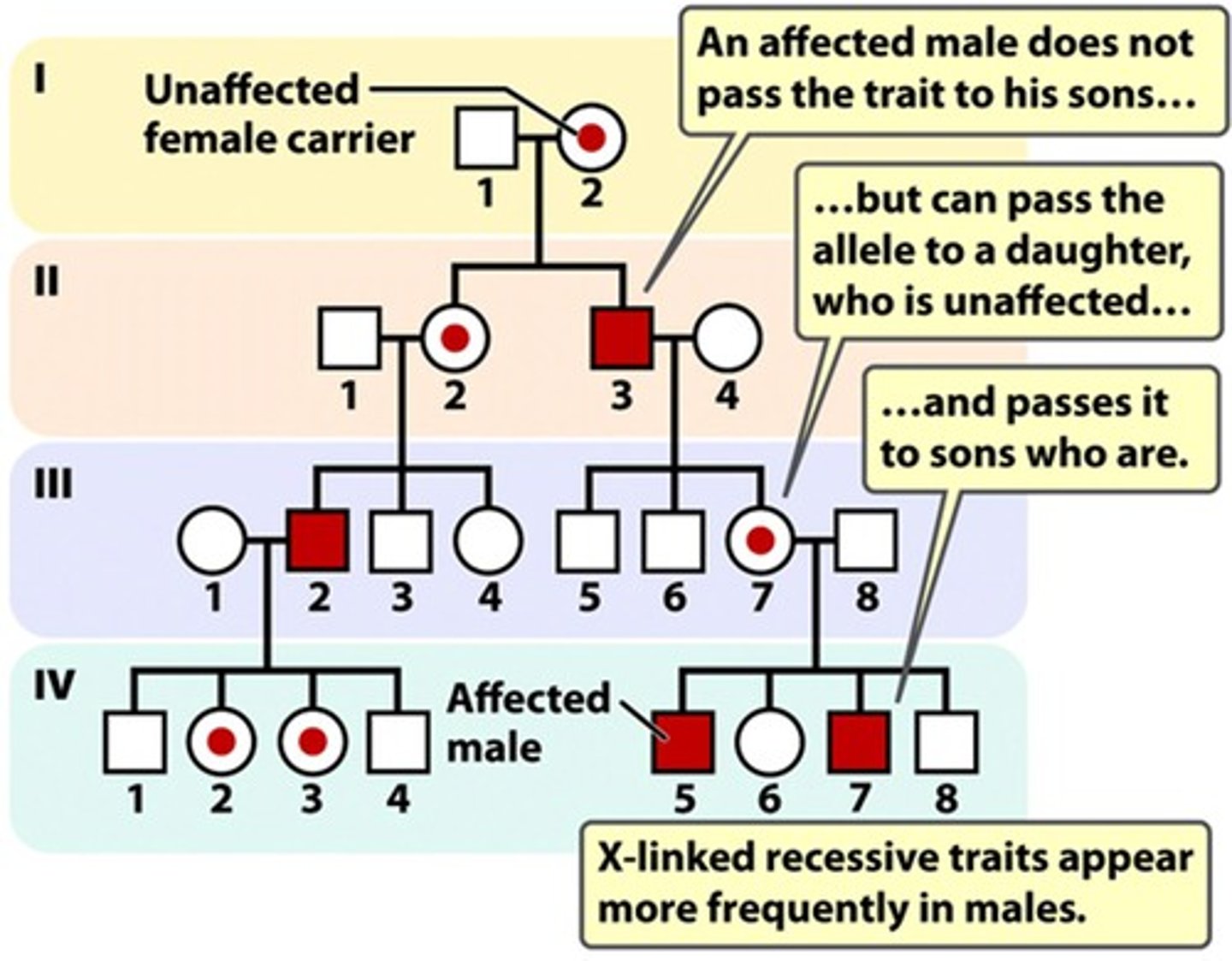 <p>- Trait is located on the X chromosome<br>- Females with trait must be homozygous recessive.</p>