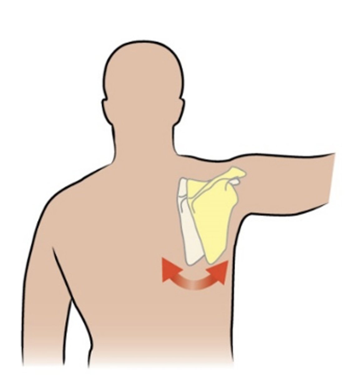 <p>rotation of the inferior angle medially and inferiorly</p>