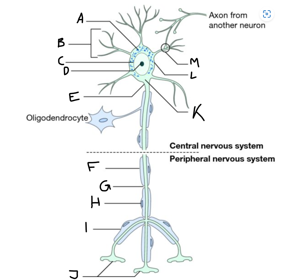 <p>H (what cell?)</p>