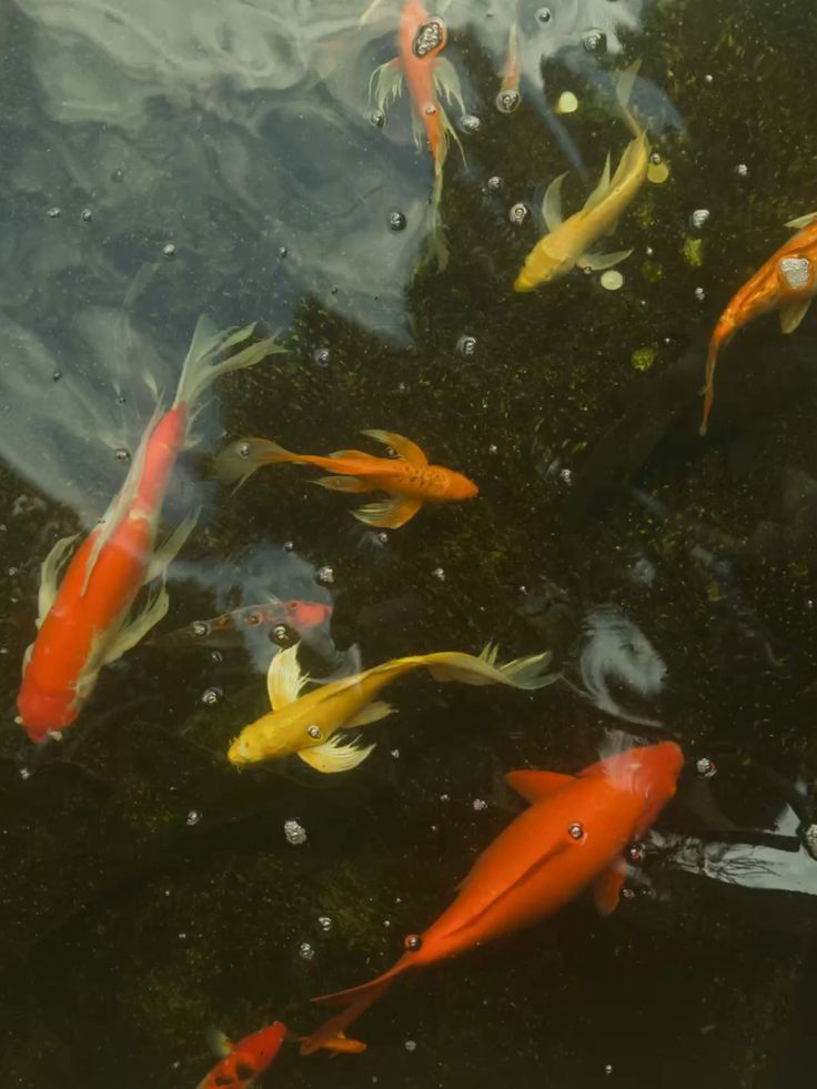 <p>the fish are darting in the pond</p>