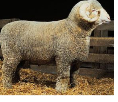 <p>SHEEP BREEDS: what is the breed, origin, color, horns, and traits?</p>