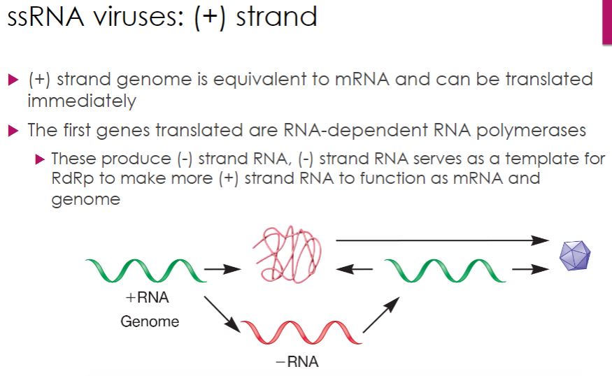 <p>-Positive (or plus) strand RNA viruses have genomes that act as mRNA and are therefore translated upon entry into the host cell. One of the first products is the RNA-dependent RNA polymerase, which catalyzes synthesis of negative (or minus) strand RNAs; these are then used to make more positive-strand RNAs (figure 18.40). In some cases, this occurs by way of a double-stranded RF, as seen with ssDNA viruses (section 18.8). In plant and animal viruses, viral genome replication and assembly of progeny virions occur in a structure formed within the cytoplasm called a replication complex (figure 18.10). Most plant viruses have positive-strand RNA genomes and there are a number of medically important positive-strand animal viruses, as we now discuss.</p>