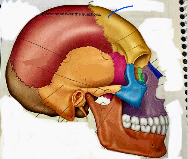 <p>Name the bone</p>