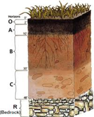 <p>Mix of geologic and organic components</p>