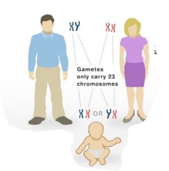 <p>The sex chromosome found in both men and women. Females have two X chromosomes; males have one. An X chromosome from each parent produces a female child.</p>