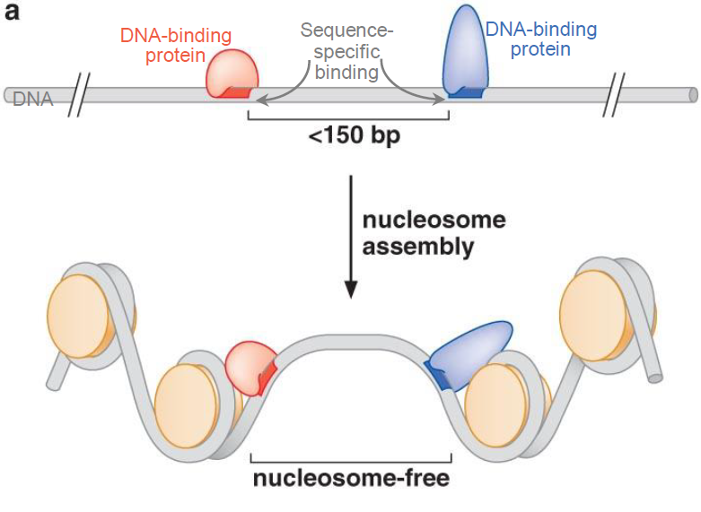 <ol><li><p>Car l’espace demandé par une de ces protéine est de 150 bp, pour faire le tour d’un histone, le DNA a besoin de 147 bp et les 3 bp restants sont insuffisants pour compléter un linker.</p></li><li><p>Les protéines dictent à quel endroit les nucléosomes peuvent ou ne peuvent pas se placer.</p></li></ol>