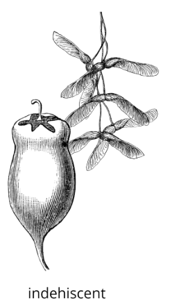 <p><span style="background-color: transparent;"><span>pericarp does not split open at maturity</span></span></p>