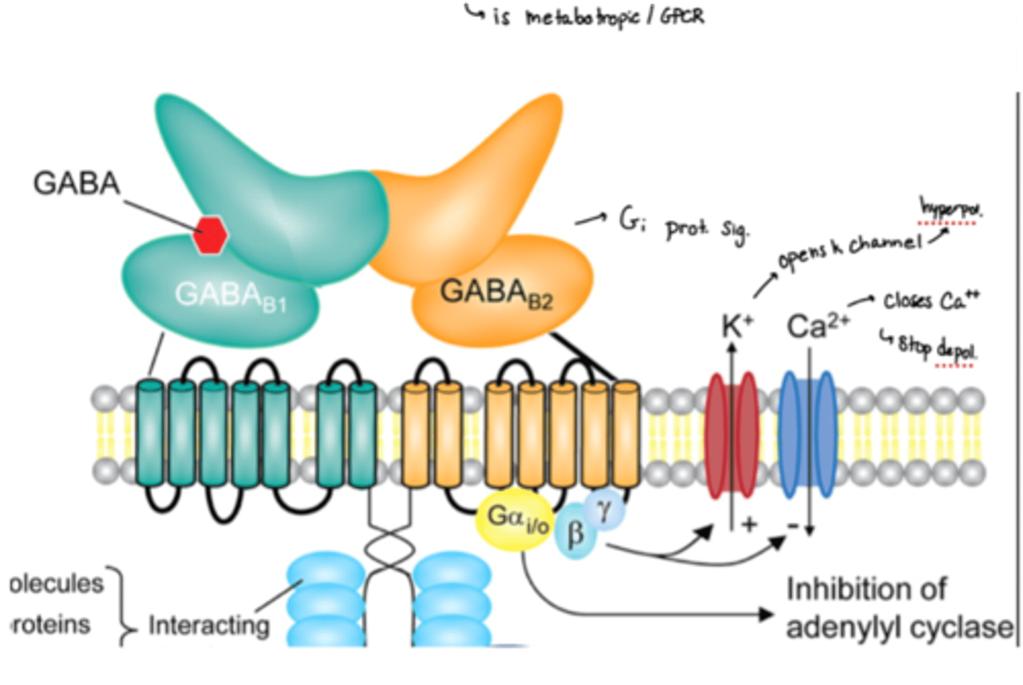 <p>· GABA binds to B1 and the B2 binds to the subunit proteins</p><p>· Inhibits activity by opening K channels (more hyperpol) and closing Ca channels (stop depol)</p>