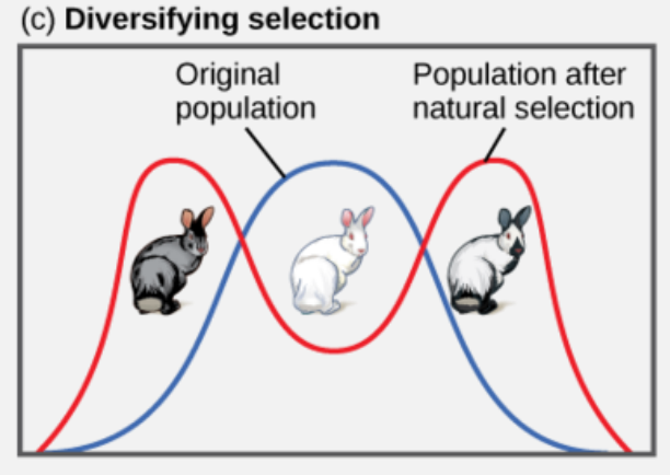 <ul><li><p>a form of positive selection favouring the extremes of distribution of phenotypes and/or negative selection against the most common expression; may result in sympatric speciation </p></li><li><p>eg. in a hypothetical population, grey and Himalayan (grey and white) rabbits are better able to blend in with a rocky environment than white rabbits, resulting in diversifying selection  </p></li></ul>