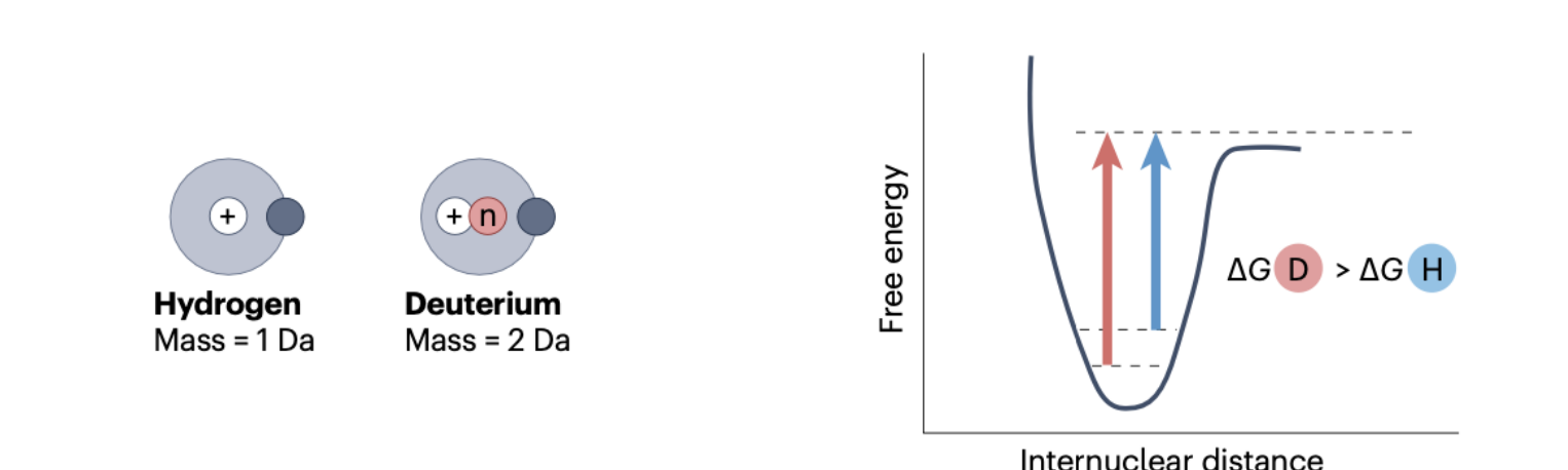 <p>Unique case of bioisosterism by isotopic substitution</p><ul><li><p>The prediction is that binding will be identical because it is dominated by interaction of valence electrons between drug and target. </p></li></ul><ul><li><p>Although there is evidence this is not totally accurate </p></li></ul><p>Deuterium is a heavy isotope of hydrogen which has an additional neutron in its nucleus. This gives a slightly stronger and shorter bond that is kinetically slower to break because it sits in a deeper kinetic energy well (“zero point energy”) </p><ul><li><p>The slower rate of C-D bond breaking vs C-H is termed a kinetic isotope effect</p></li></ul><p></p>