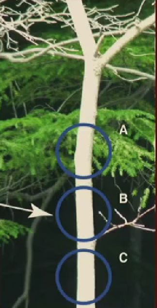 <p>What type of activity would you expect to see in the hyper columns for points A, B, and C?</p>