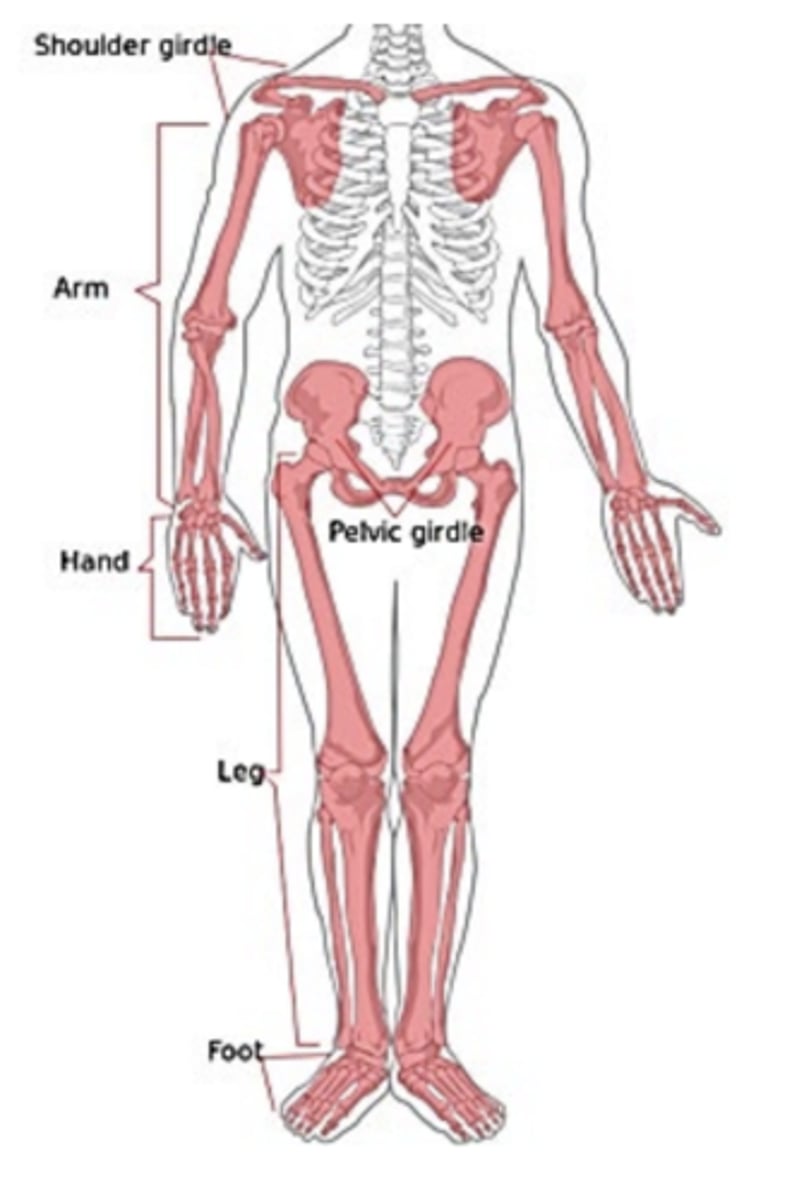 <p>• Shoulder girdle</p><p>• Pelvic girdle</p><p>• Limbs</p>