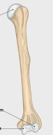 <p>Which side bone is this?</p>