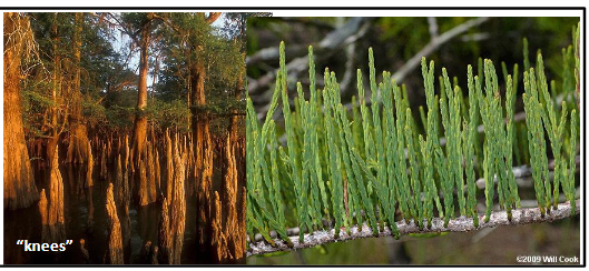 <p>Cupressaceae</p><p>taxodium ascendens</p>
