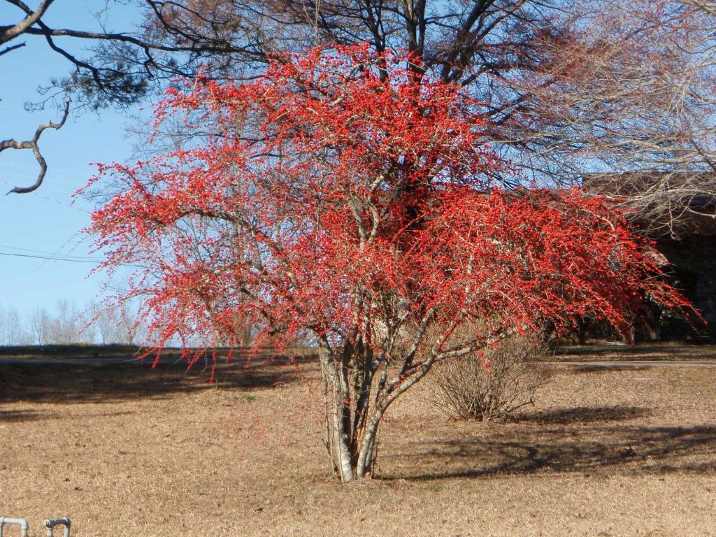 <p>deciduous holly, Ilex decidua (Aquifoliaceae)</p>