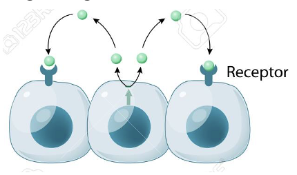 <p>Signaling molecules acts on cells nearby; intermediate speed &amp; duration.</p><ul><li><p>Primarily involves local inflammatory signaling via GPCRs.</p></li></ul><p></p>