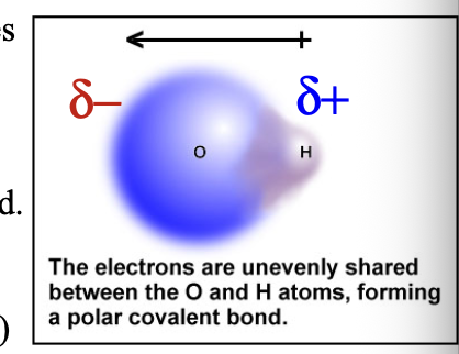 <p>Atoms with different electronegativity values will share bonding electrons UNEQUALLY </p>