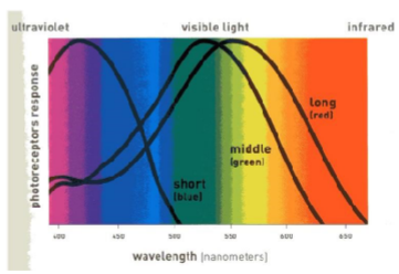 <p>the three cone types - maximally sensitive at short (S), middle (M), and long (L) wavelengths</p>
