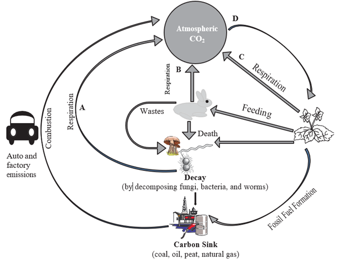 <p>long term storage of carbon is mostly found in?</p>
