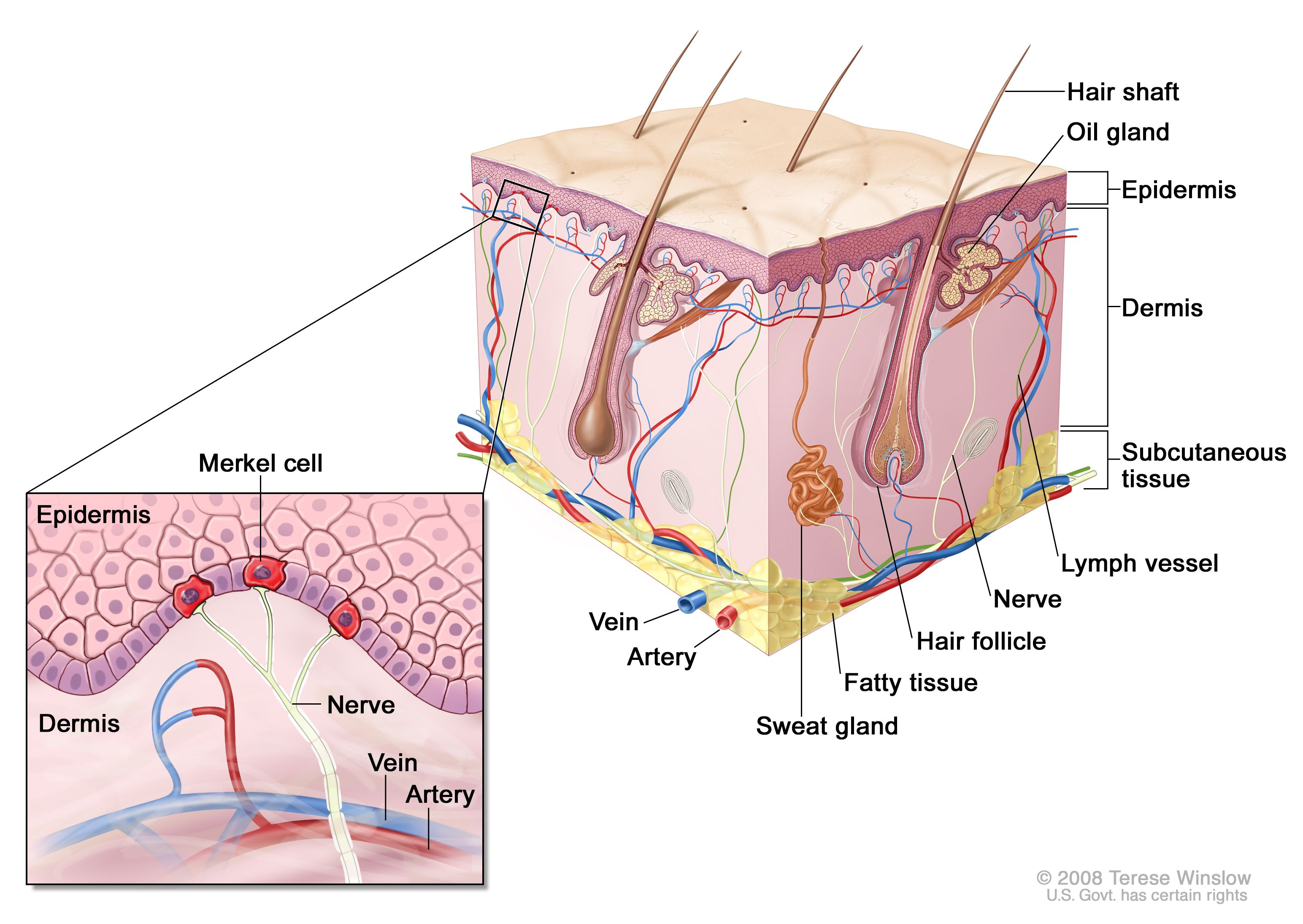 <ul><li><p>&lt;1% of epidermis</p></li><li><p>Sensory receptors that sense touch &amp; pressure</p></li></ul><p></p>