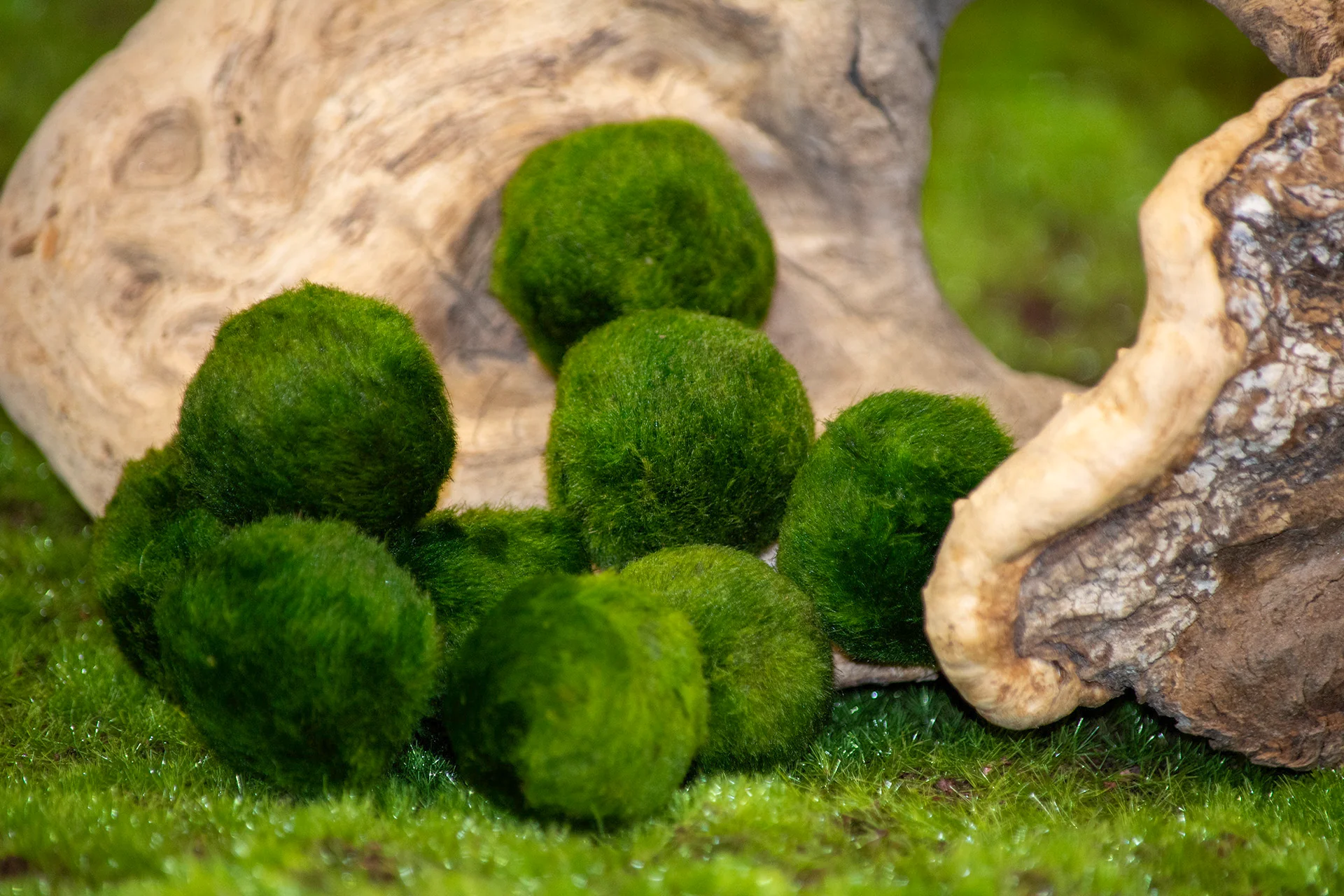 <p>Mosses</p>