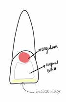 <ul><li><p>lingual fossa, cingulum and incisal edge </p></li></ul><p></p>