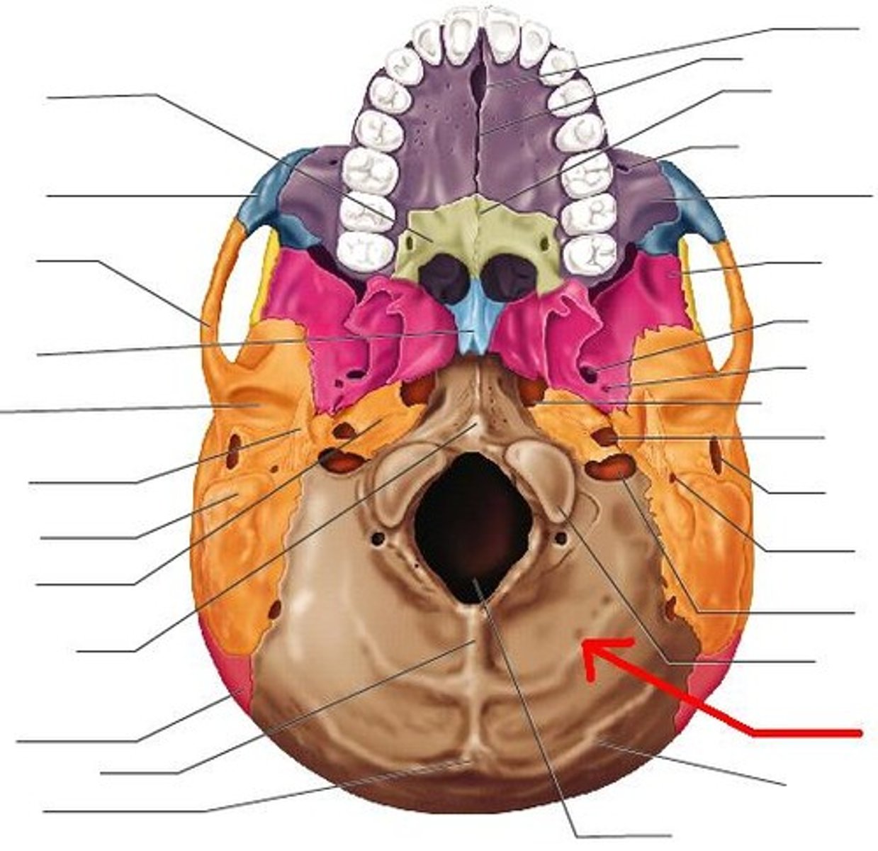 <p>Occipital bone</p>