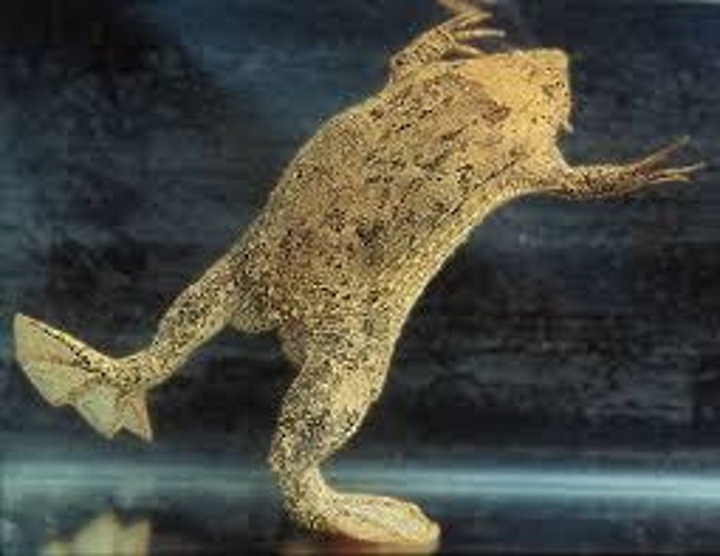 <p>-Flattened body</p><p>-Dorsally directed eyes</p><p>-Small forelimb/large hindlimb (powerful hindlimb)</p><p>-Webbed toes</p><p>-Claws on hindfoot</p>