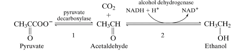 <p>pyruvaat omzetten in acetaldehyde door pyruvaatdecarboxylase </p><p> en dan in ethanol door alcoholdehydrogenase</p>