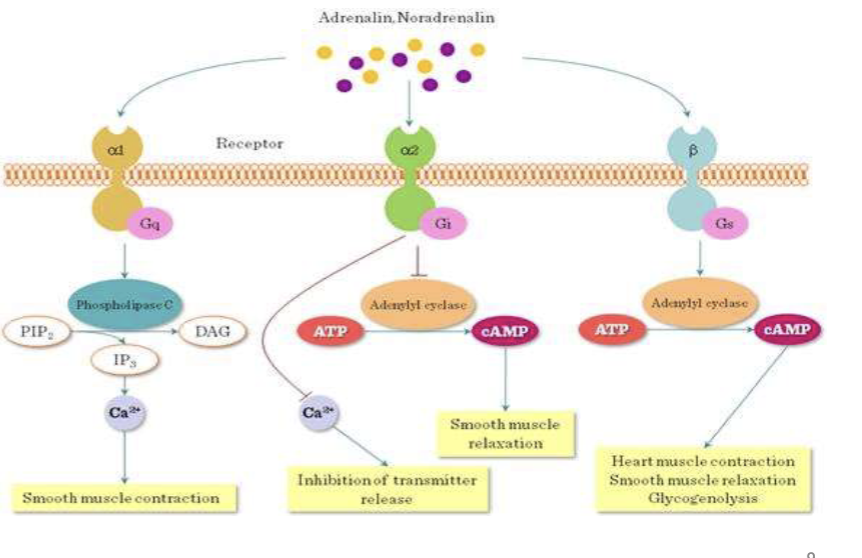 <p>G-protein subtypes that mediate different signaling pathways: Gs stimulates adenylyl cyclase, Gi inhibits it, and Gq activates phospholipase C.</p><ul><li><p>protein w/ 7 transmembrane helical units w/ extracellular ligand binding domain and intracellular trimer</p></li><li><p>Cyclic AMP causes Smooth muscle relaxation, Calcium = contraction</p></li></ul><p></p>