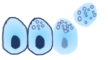 <p>What is the Holocrine Gland? (A type of exocrine gland)</p>