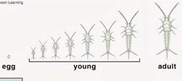 <p>Incomplete. Less-evolved wood-inhabiting insects</p>